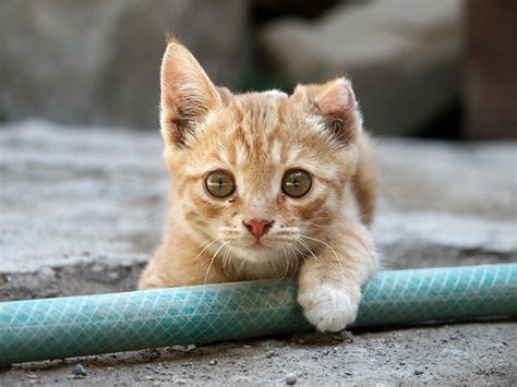 フリー画像動物写真哺乳類ネコ科猫ネコ子猫チャトラフリー素材画像素材なら！無料・フリー写真素材のフリーフォト