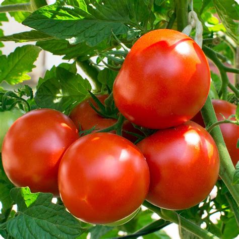 Oregon Spring - Slicer Tomato Seeds - Heirloom Untreated NON-GMO From ...