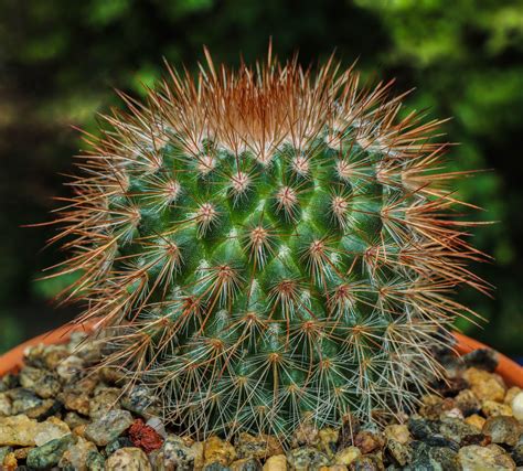 Mexico Boasts Most Cacti Species In The World Punto Medio