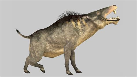 Scary Prehistoric Hell Pigs Once Roamed The Earth