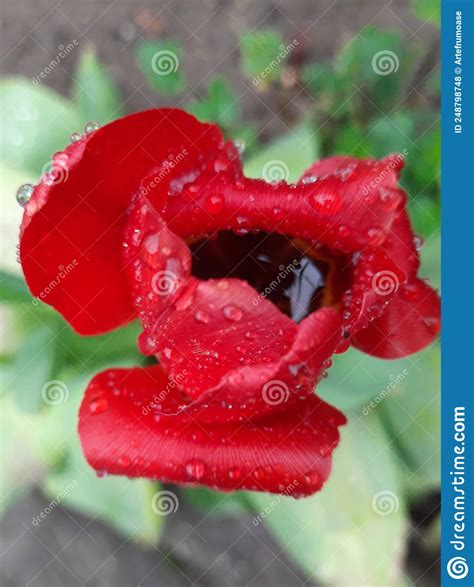 Gorgeous Flowers After Rain Wet Tulip Petals With Water Drops Spring
