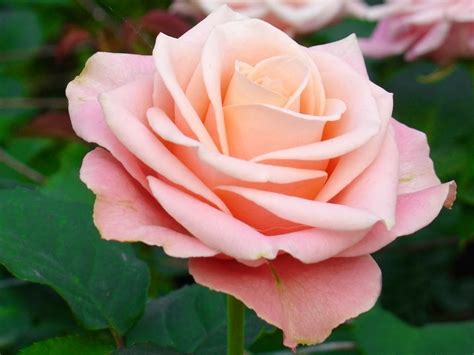 10-colors-of-rose-that-express-feelings-top-10s