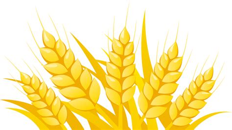 Wheat Clipart Vector Vector Wheat Png Free Transparent Png Download Images