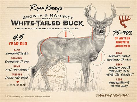 An Artists Guide To Aging White Tailed Bucks On The Hoof Ryan Kirby