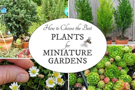 Best Plants For Miniature Gardens Resource Guide