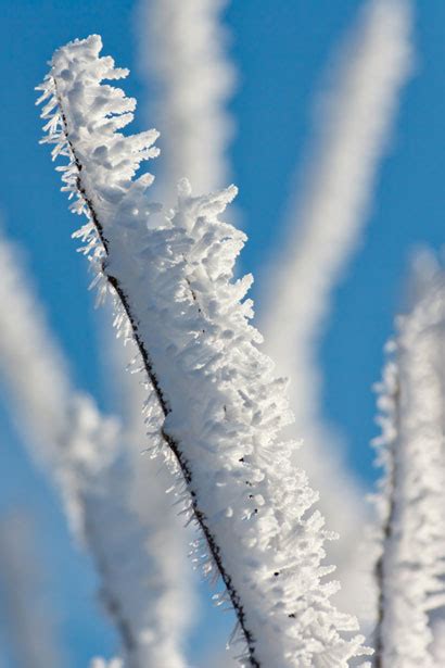 Morning Frost On A Branch Free Stock Photo Public Domain Pictures