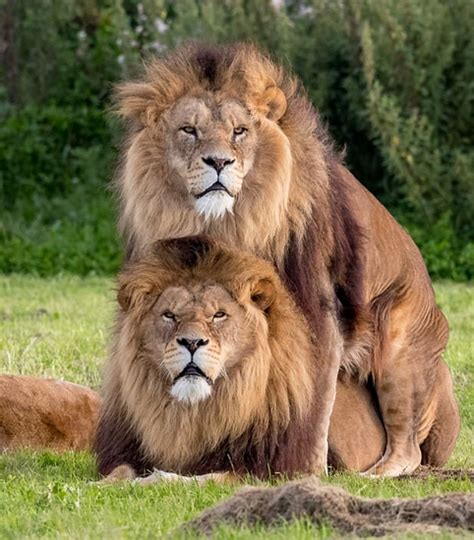 These Two Male Lions Appear To Be Getting It On As Confused Lioness Watches