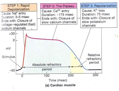 Cardiac Muscle Action Potential Curve Slidesharedocs