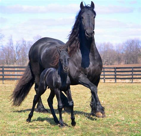 Black Horse And Foal Horses Black Horses Horse Breeds