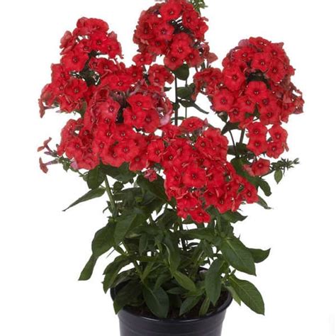 Jual Tanaman Hias Bunga Anyelir Bunga Merah Dianthus Rockin Red