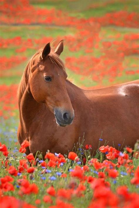 Horse In Flower Field Most Beautiful Animals Beautiful Horses