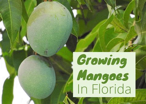 How To Grow Mangoes In Florida Planting Times And Varieties