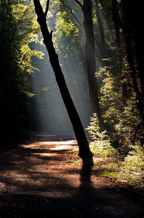 You don't know what 4k resolution is? Dark forest road with a ray of sunshine 4K UHD Wallpaper