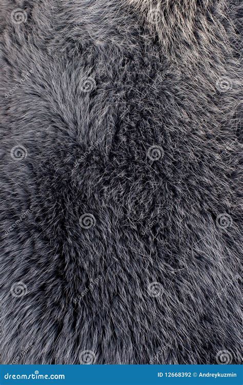 Polar Fox Fur Gray Or Blue Texture Stock Photo Image Of Texture Ibex