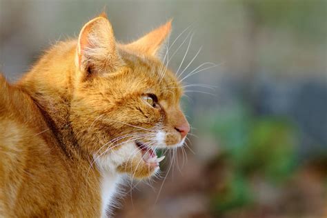 Some of the things they do make sense in the when your cat sniffs you, she can smell everything you have been in contact with all day. Why Do Cats Meow? | Why Do Cats….? | Cats | Guide | Omlet UK