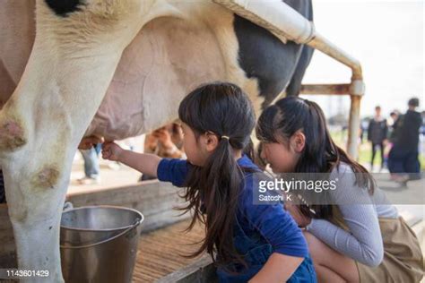 Girl Milking Cow Fotografías E Imágenes De Stock Getty Images