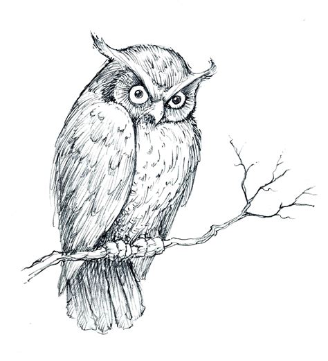 How To Draw An Owl Sketch Sketch Drawing Idea