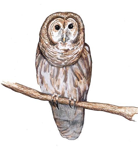 Natasha Smith Owl Drawing