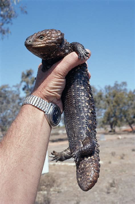 Shingleback Skink Facts And Pictures Reptile Fact