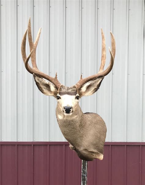 Whitetail Deer Taxidermy Stehling S Taxidermy