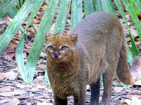 Jaguarundi Animal Of The World Wiki