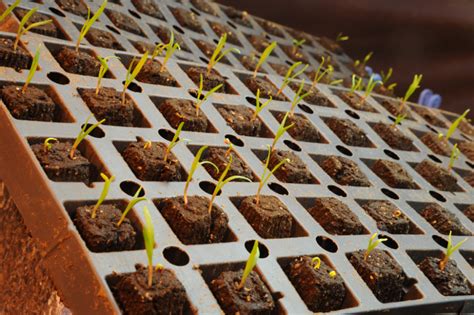 Growing Hydroponic Spinach Grozine Hydroponics Seedlings