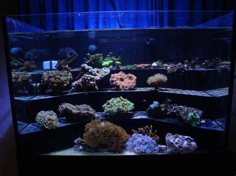 Using a shallow aquarium dimension. DIY frag rack build - perfect fit. | Marine aquarium, Aquarium, Saltwater aquarium