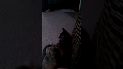 Cat Getting Scared Youtube