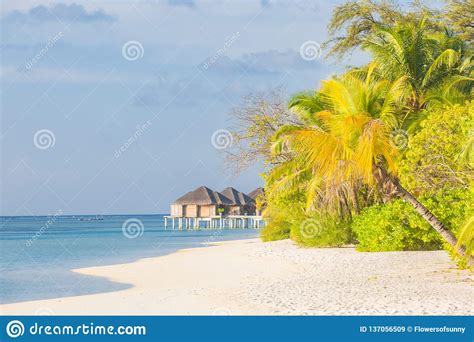 Tropical Island With Water Bungalows Sunny Weather Palm
