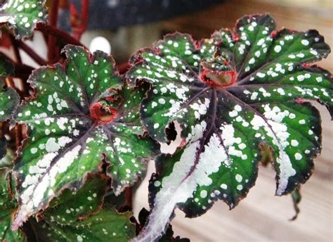 Plant Id Forum Rex Begonia Begonia Rex Cultorum Hybrid