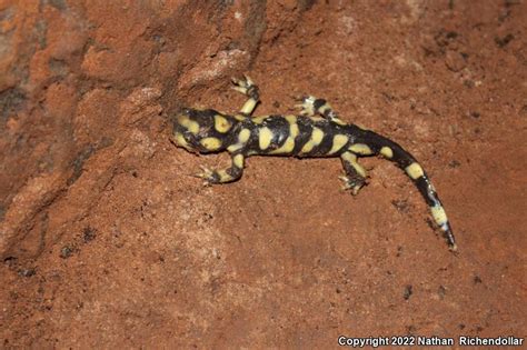 Barred Tiger Salamander Ambystoma Mavortium Mavortium