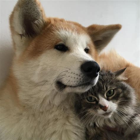 These Photos Of Cats And Dogs Loving Each Other Is