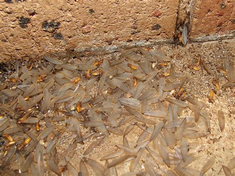 Rhinotermitidae Subterranean Termite Winged Alate Dscf721 Flickr