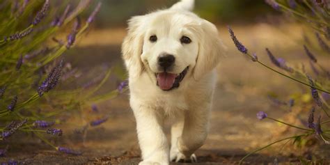 25 Cutest Dog Breeds Most Adorable Dogs