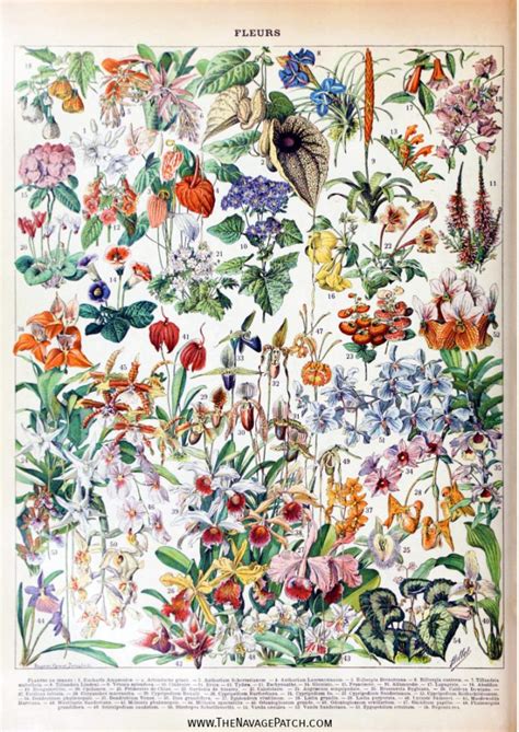 Amazing Free Vintage Botanical Prints Vintage Art Prints Botanical