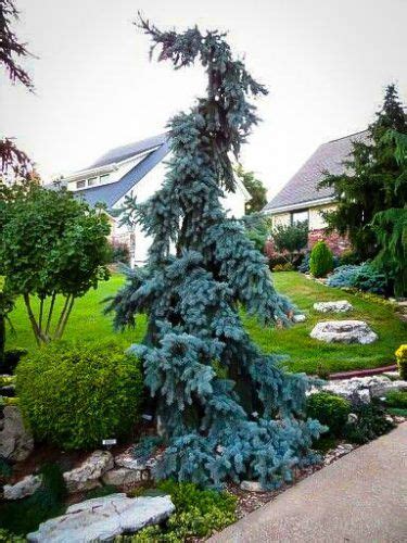 Weeping Blue Spruce In 2020 Evergreen Landscape Evergreen Garden