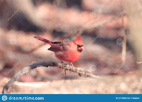 Male Northern Cardinal Perched On Branch Stock Photo Image Of Vivid