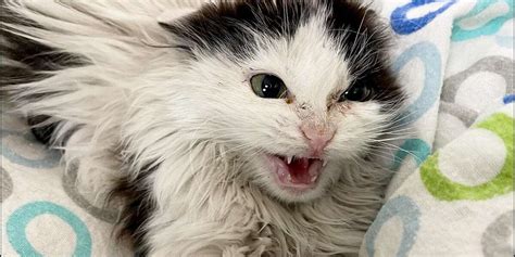 Hissing Feral Kitten Becomes A Cuddlebug After Her First Bath Videos