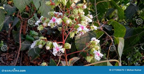 Hill Glory Bower Clerodendrum Viscosum Flowers Stock Stock Photo
