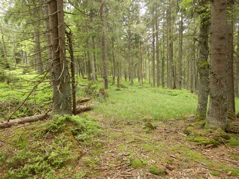 Bacteria And Fungi Divvy Up The Work In Forest Floor Doe Joint Genome