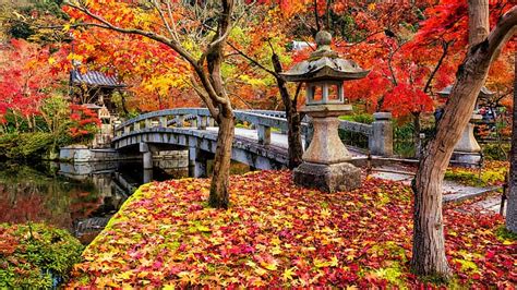 秋、 葉、 木、 公園、 カラフル、 日本、 カエデ、 京都、 風景、 橋、 木、 日本庭園、 秋、 Hdデスクトップの壁紙