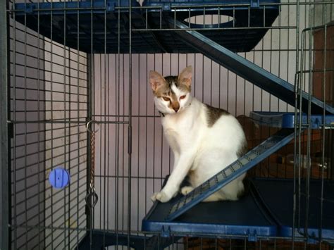 Jun 17, 2021 · melansir dari kanal youtube tanaman rumah, kamis (17/06/2021), berikut ini cara menanam cabai rawit di polybag. Kucing dan tanggung jawab - Produktivitas