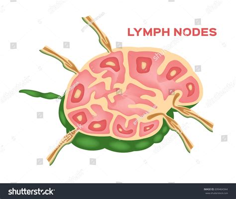 Lymph Node Lymphocyte Structure Vector Stock Vector Royalty Free