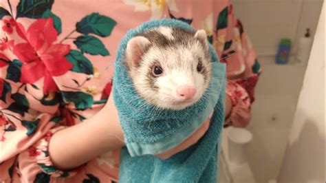 Ferret Bath Time Youtube