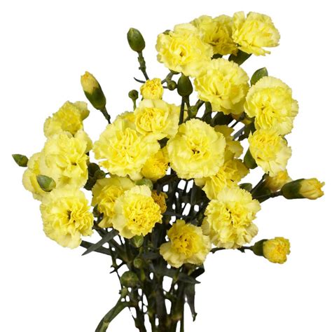 Globalrose Fresh Yellow Mini Carnations 160 Stems 640 Blooms Yellow