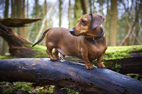 How Much Exercise Does a Dachshund Need? - I Love Dachshunds