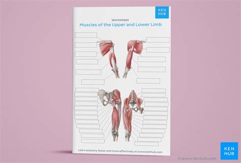 I've labelled the diagrams up to show the main human body muscles. Learn all muscles with quizzes and labeled diagrams | Kenhub