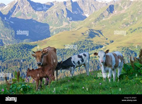 Cow With Her Calves Grazing In Alpine Meadows In The Caucasus Stock