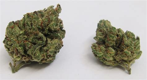Super Silver Haze with Legendary Genetics is Popular Cannabis Strain