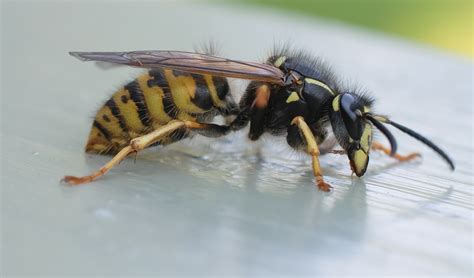 Wasp Removal Control And Extermination Get Rid Of Wasps
